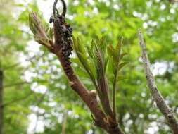 Image of staghorn sumac