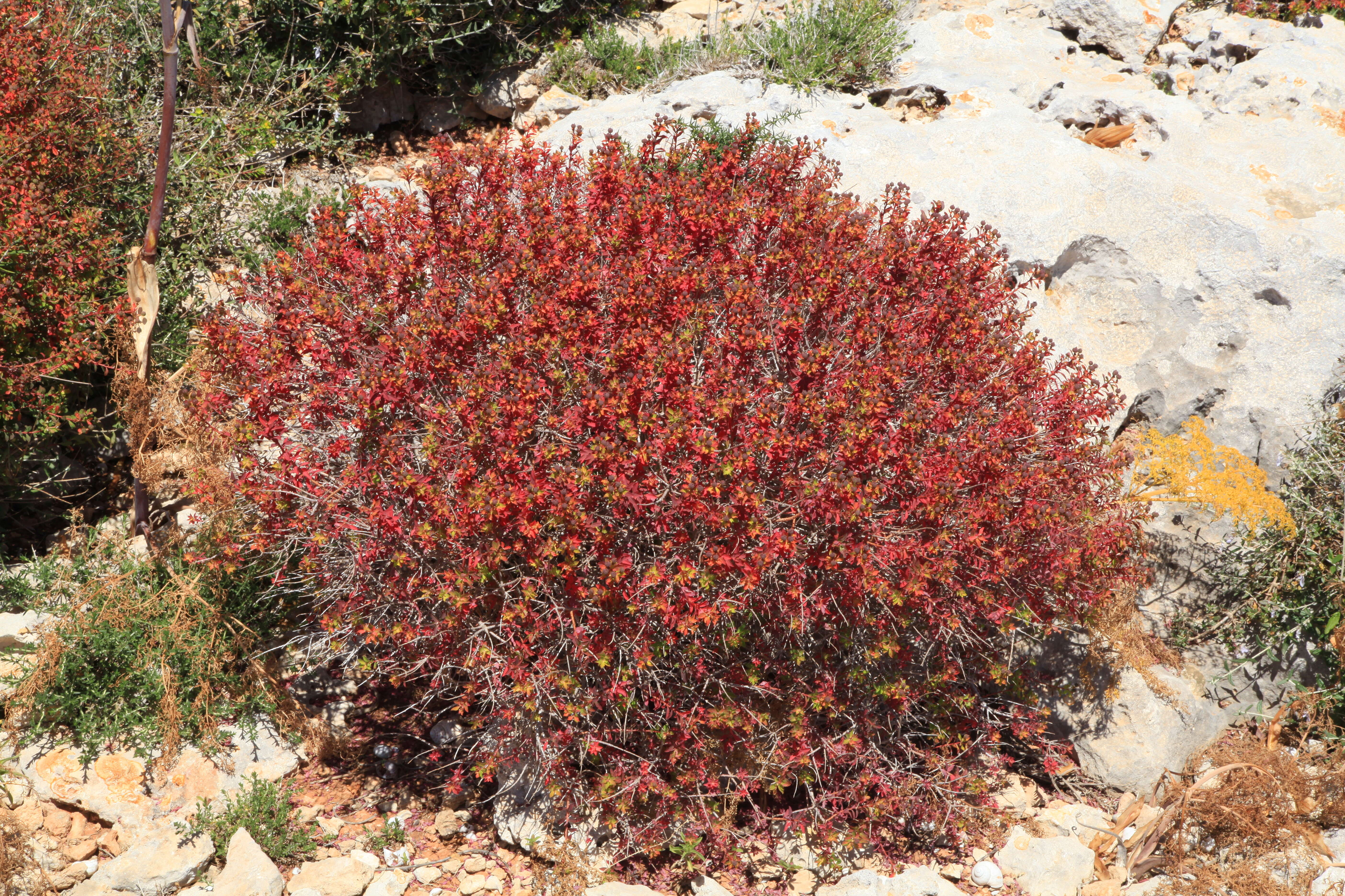 Imagem de Euphorbia melitensis Parl.