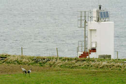 Image of Common Crane