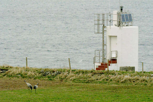 Image of Common Crane