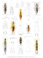 Image of earwigs