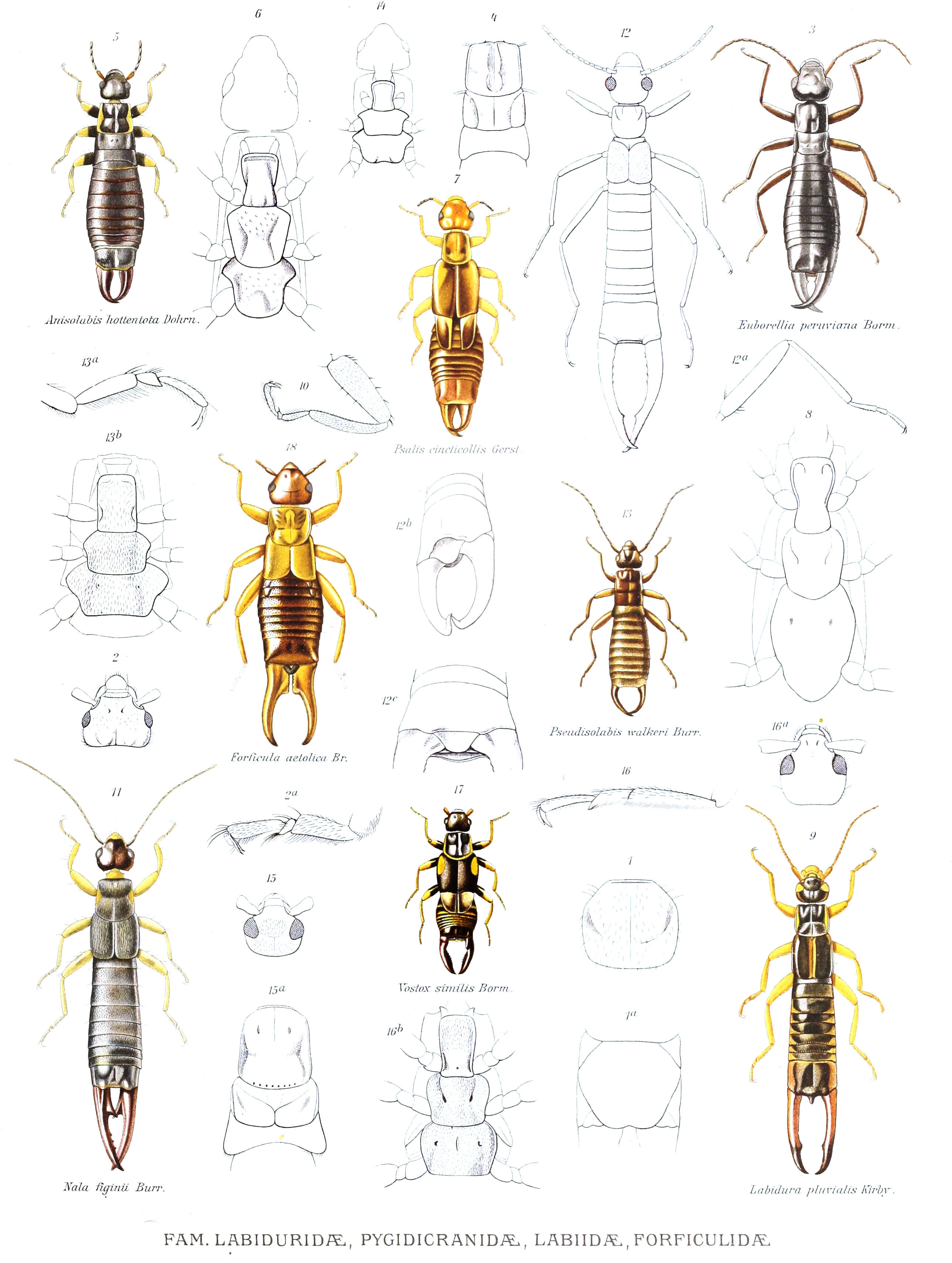 Image of earwigs