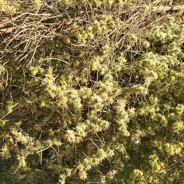 Image of Needle-Leaf Burrobush