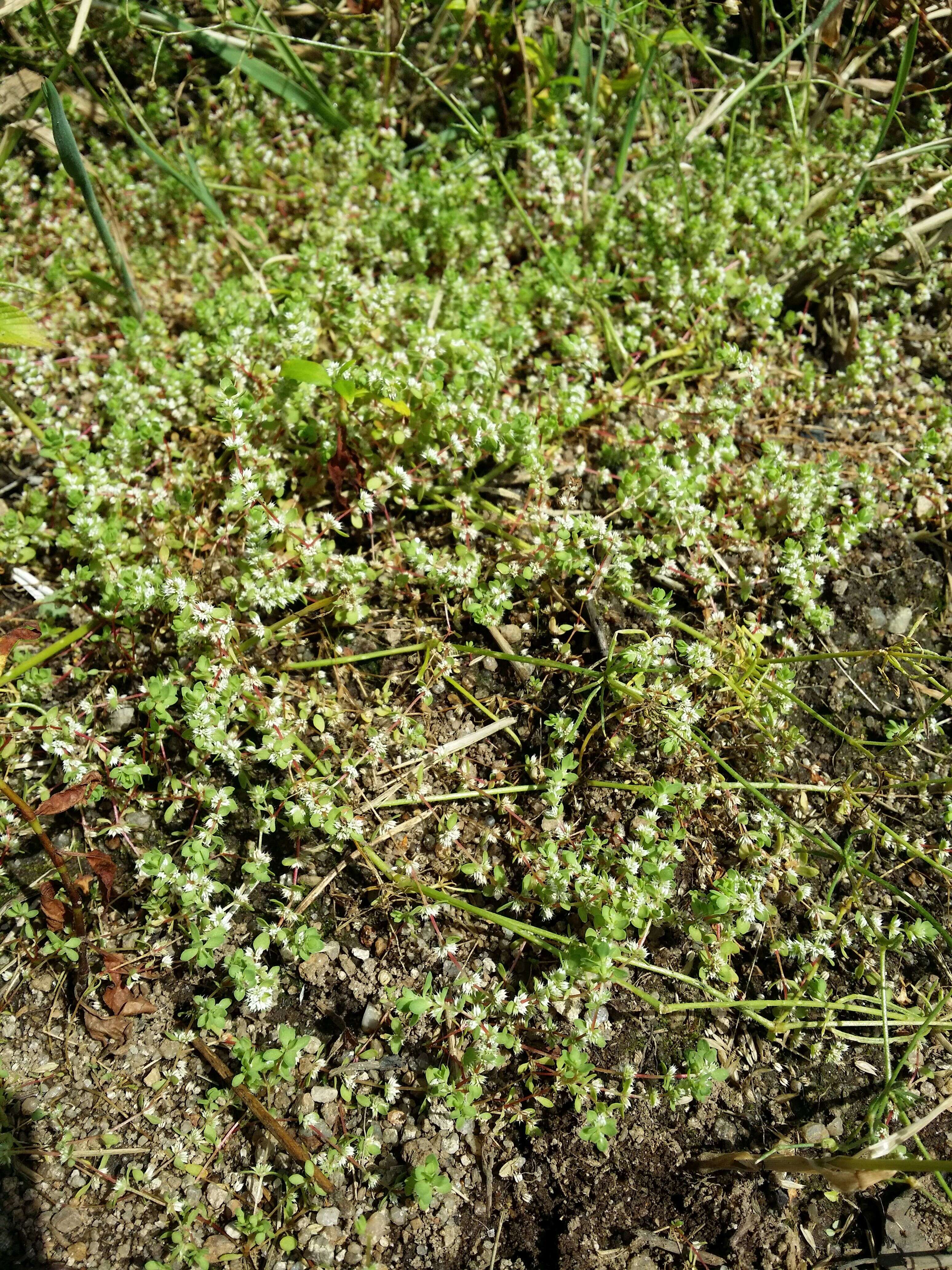 Image of Coral-necklace