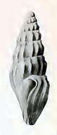 Image of Splendrillia eburnea (Hedley 1922)