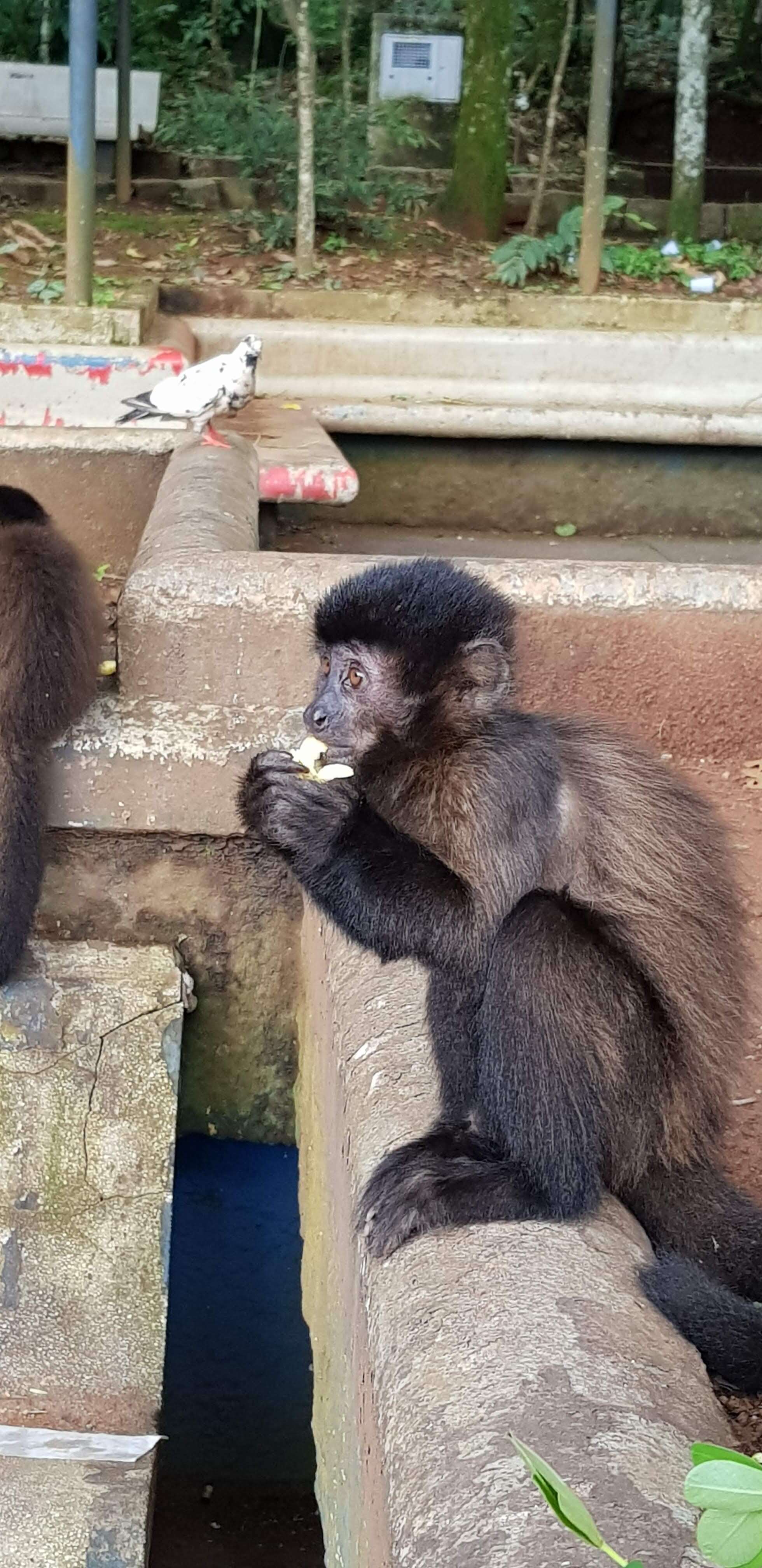 Image of Black Capuchin