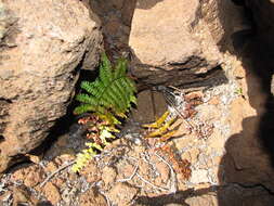 Image of alpine woodfern