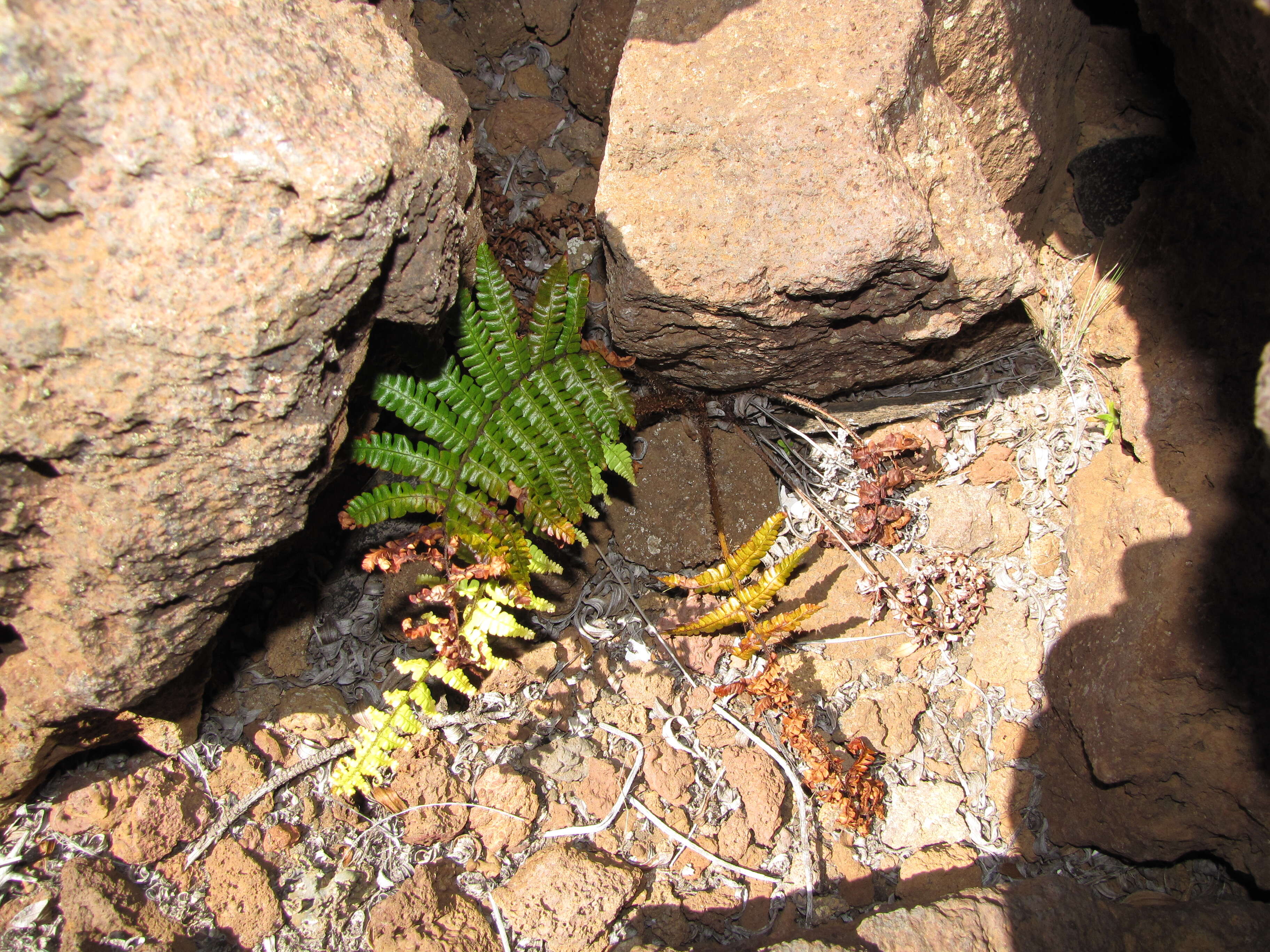 Sivun Dryopteris wallichiana (Spreng.) Hyl. kuva