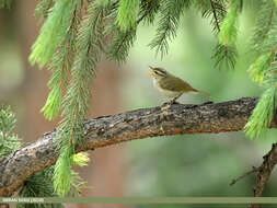 Plancia ëd Phylloscopus occipitalis (Blyth 1845)