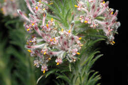 Imagem de Isopogon inconspicuus (Meissn.) D. B. Foreman