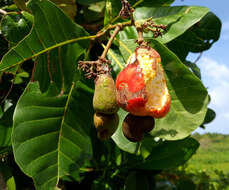 Image of cashew