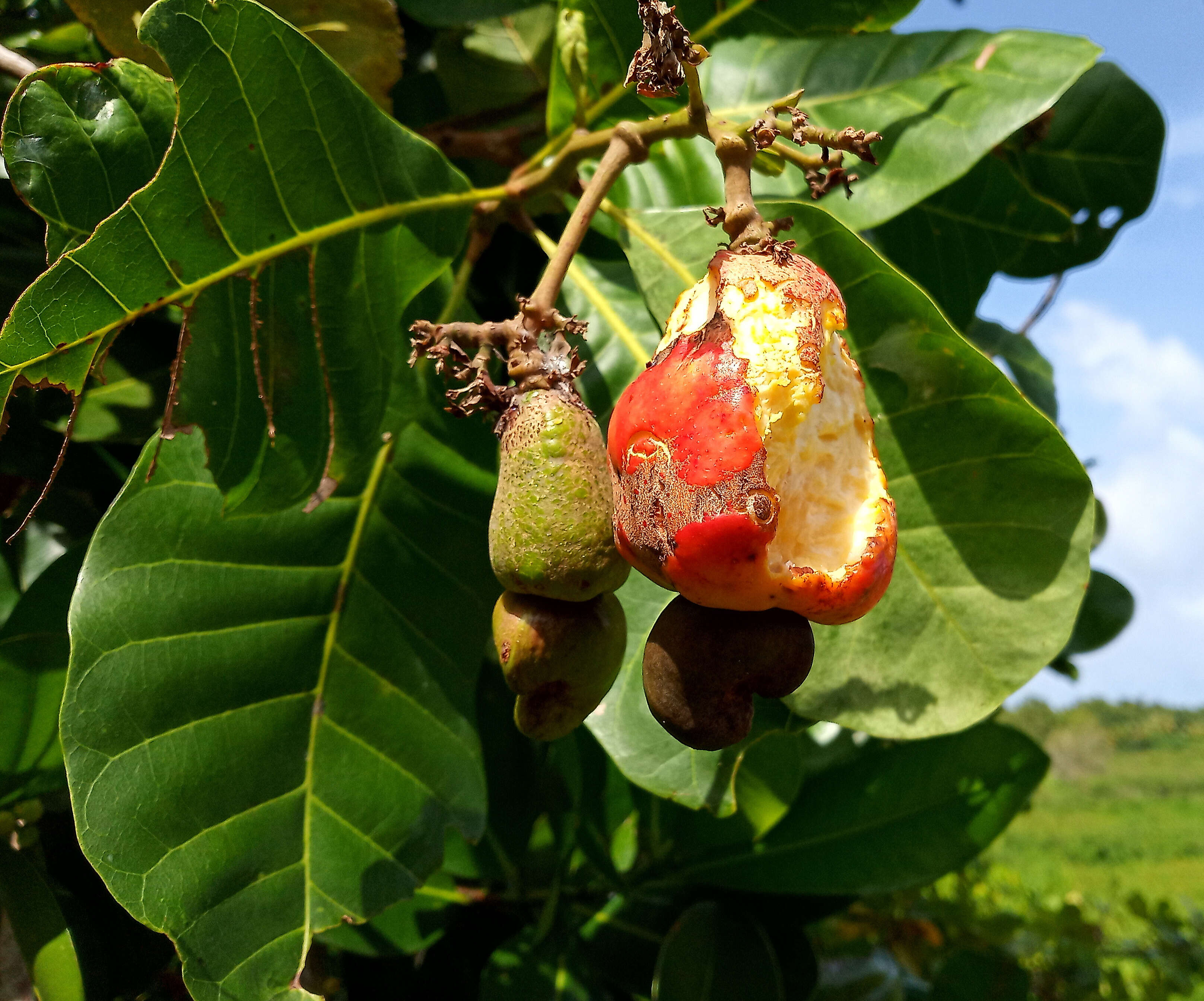 Image of cashew