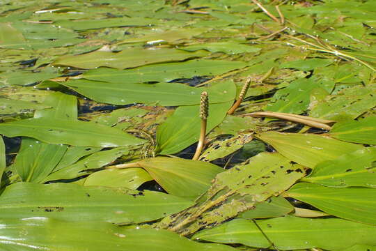 Image of Loddon Pondweed