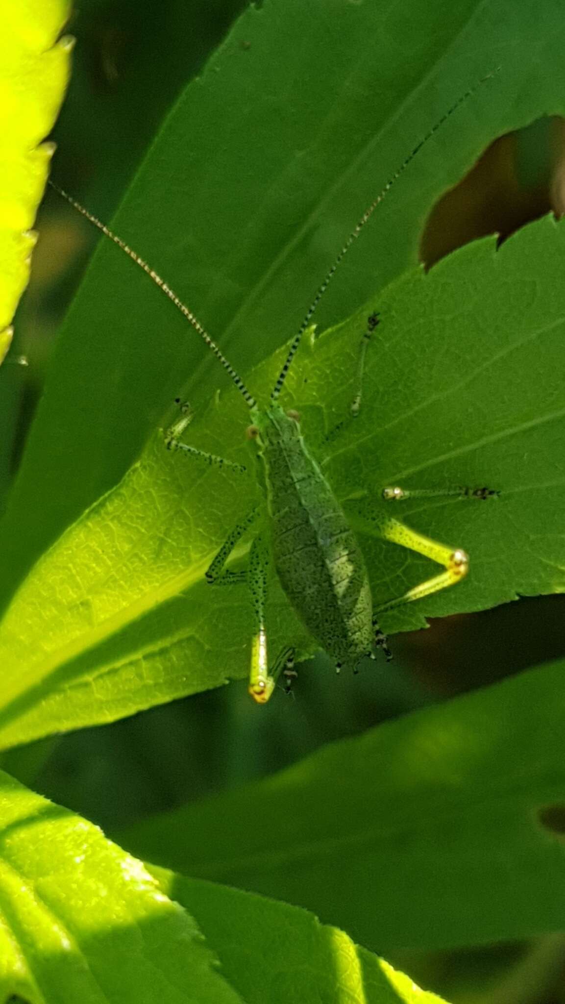 Image of speckled bush-cricket