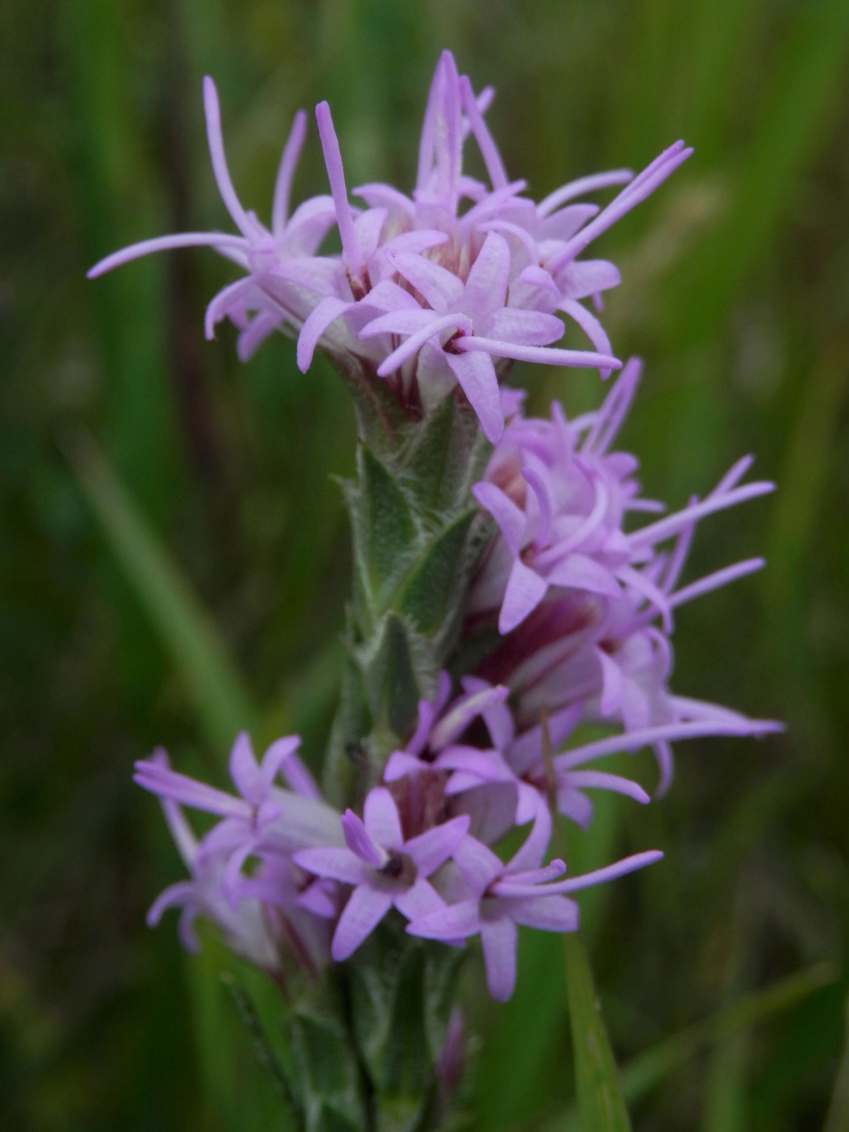 Слика од Liatris punctata Hook.