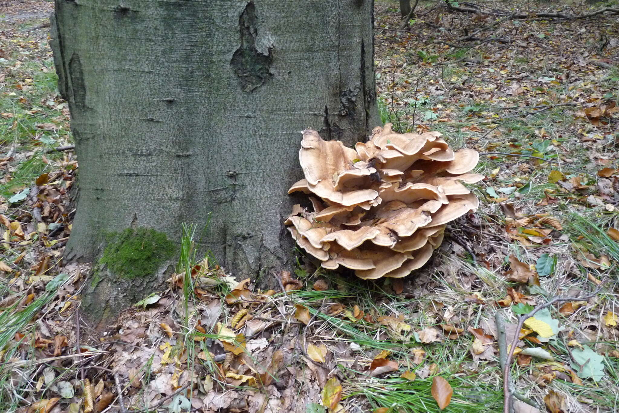 Image de Polypore géant