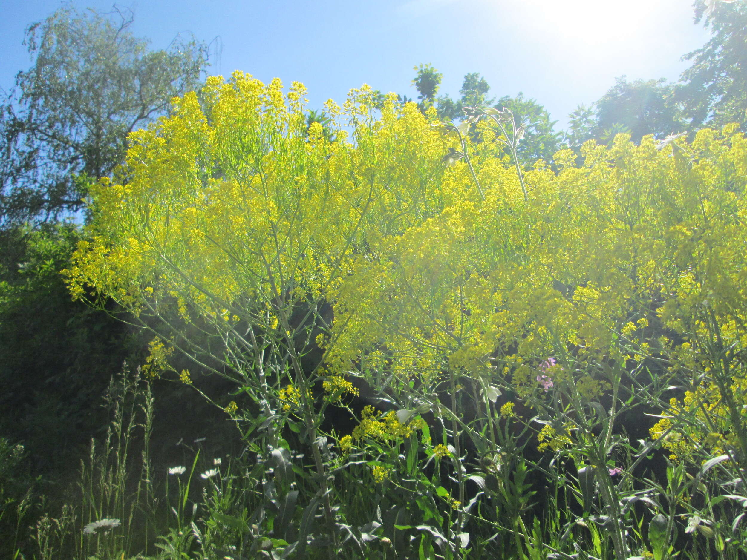 Image of woad