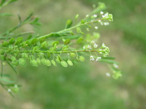 Image of field pennycress