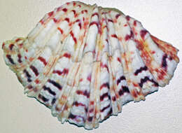 Image of Bear Paw Clam