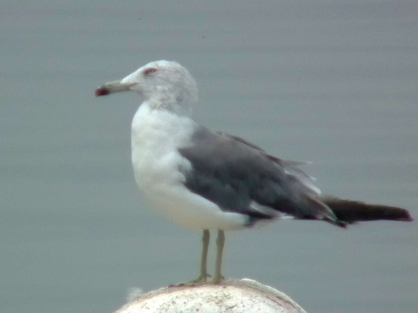 Plancia ëd Larus crassirostris Vieillot 1818