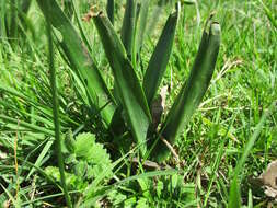 Image of Autumn crocus