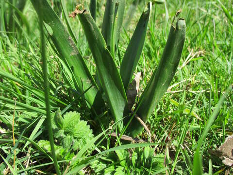 Image of Autumn crocus