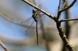 Image of Turquoise-tipped Darner