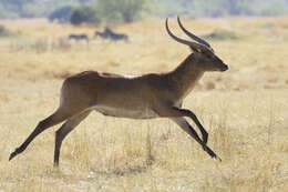 Image of Lechwe -- Southern Lechwe