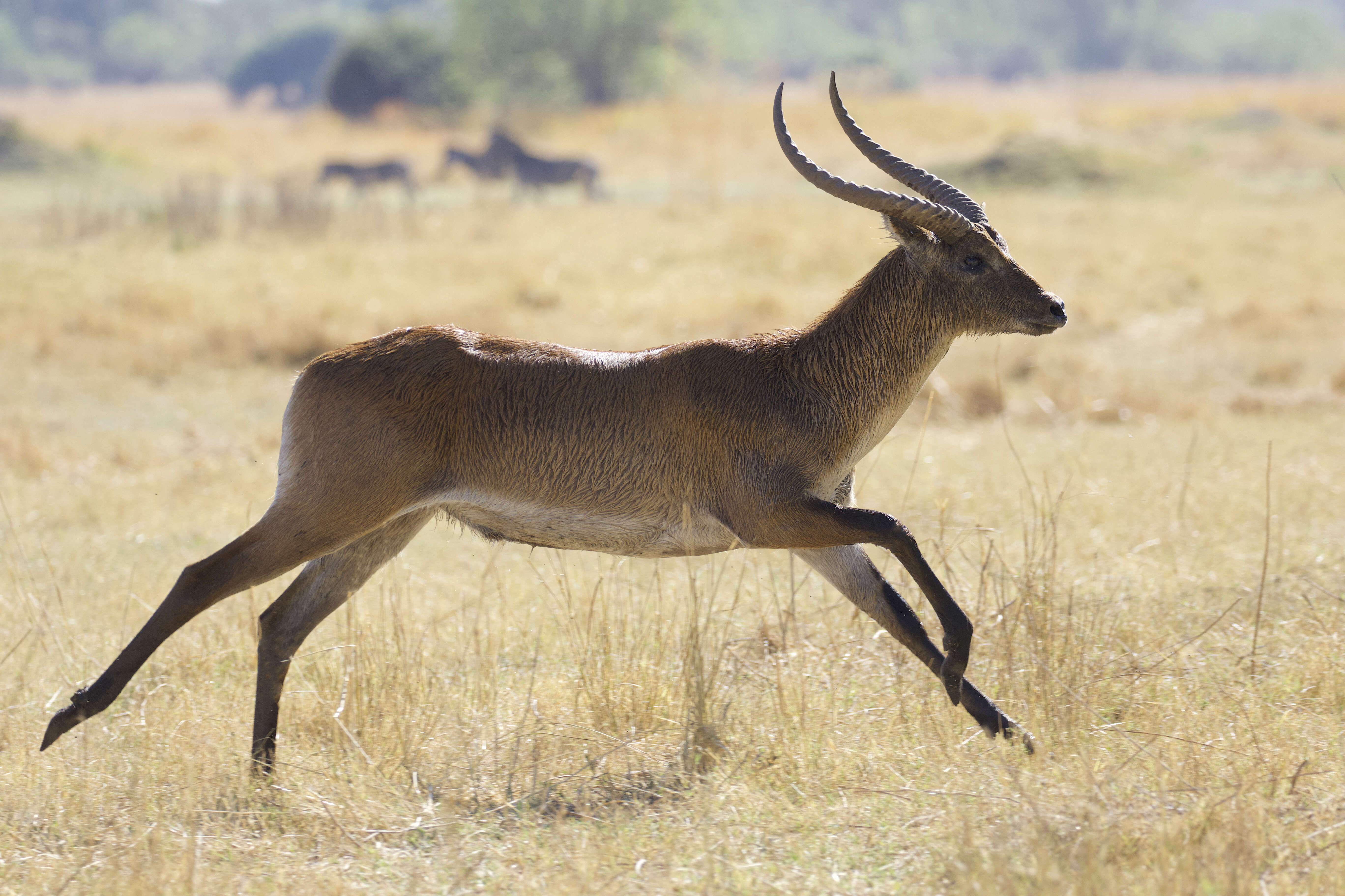 Image of Lechwe -- Southern Lechwe