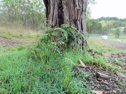 Image of Inland Wonga Vine