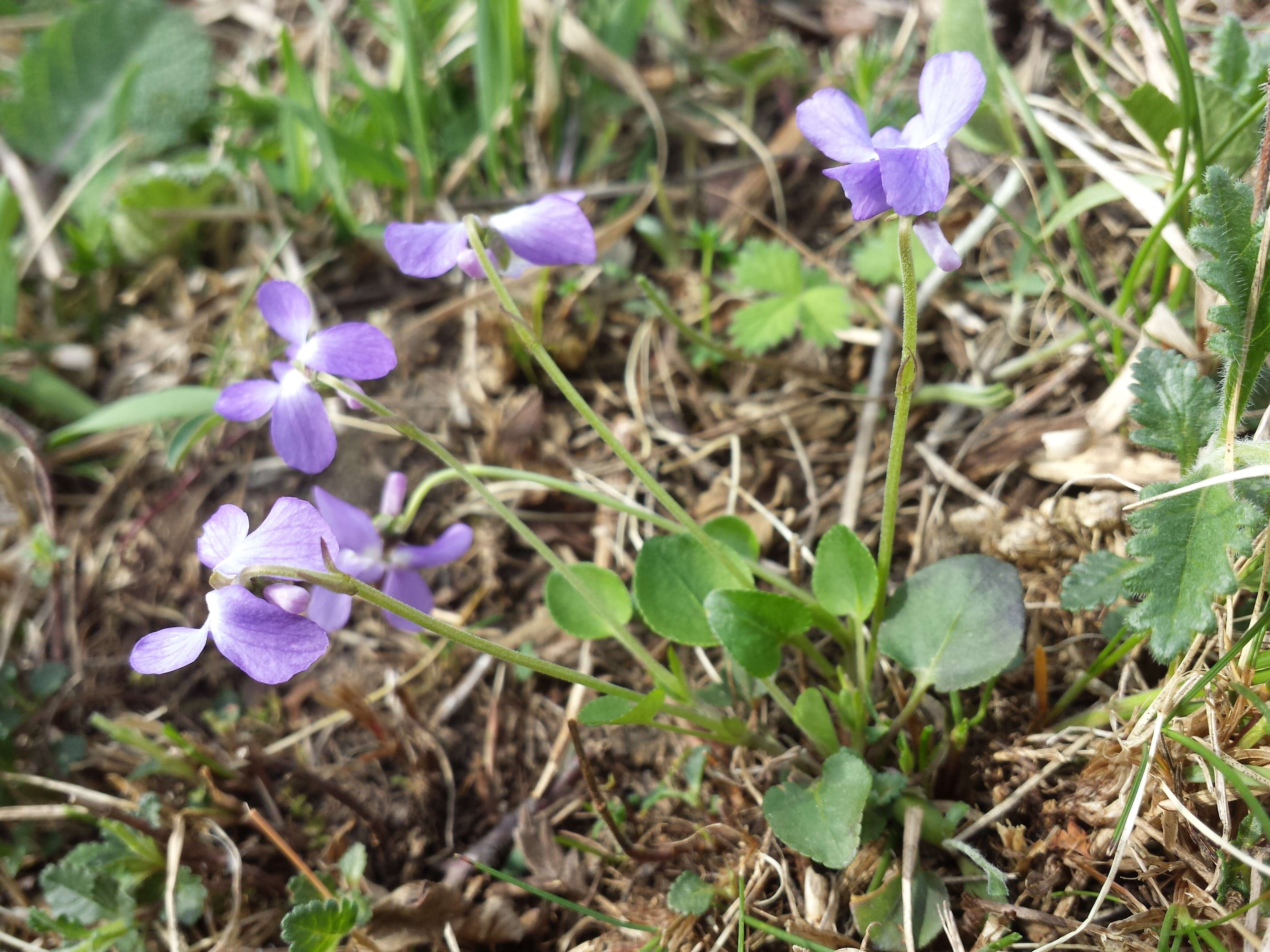 Image of teesdale violet