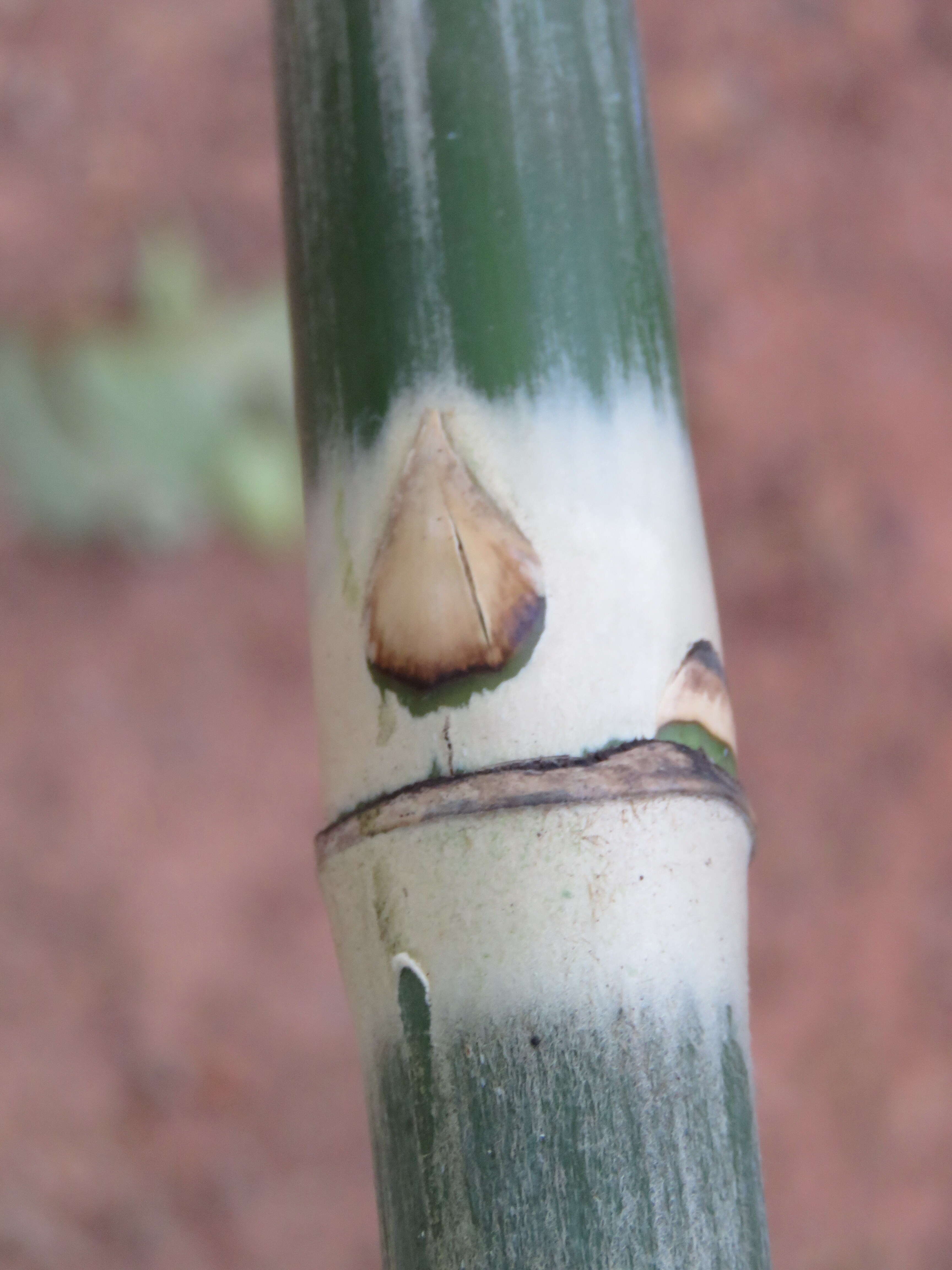 Image of Pseudoxytenanthera ritcheyi (Munro) H. B. Naithani