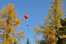 Image of European Larch