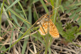 Plancia ëd Euphydryas aurinia