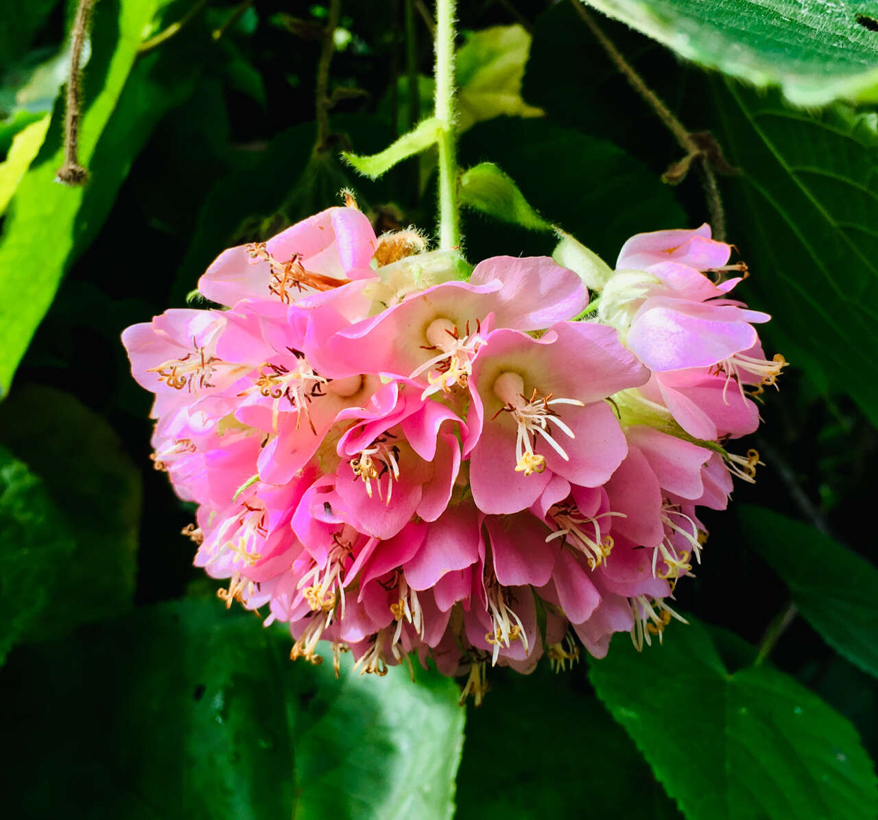 Image of Dombeya