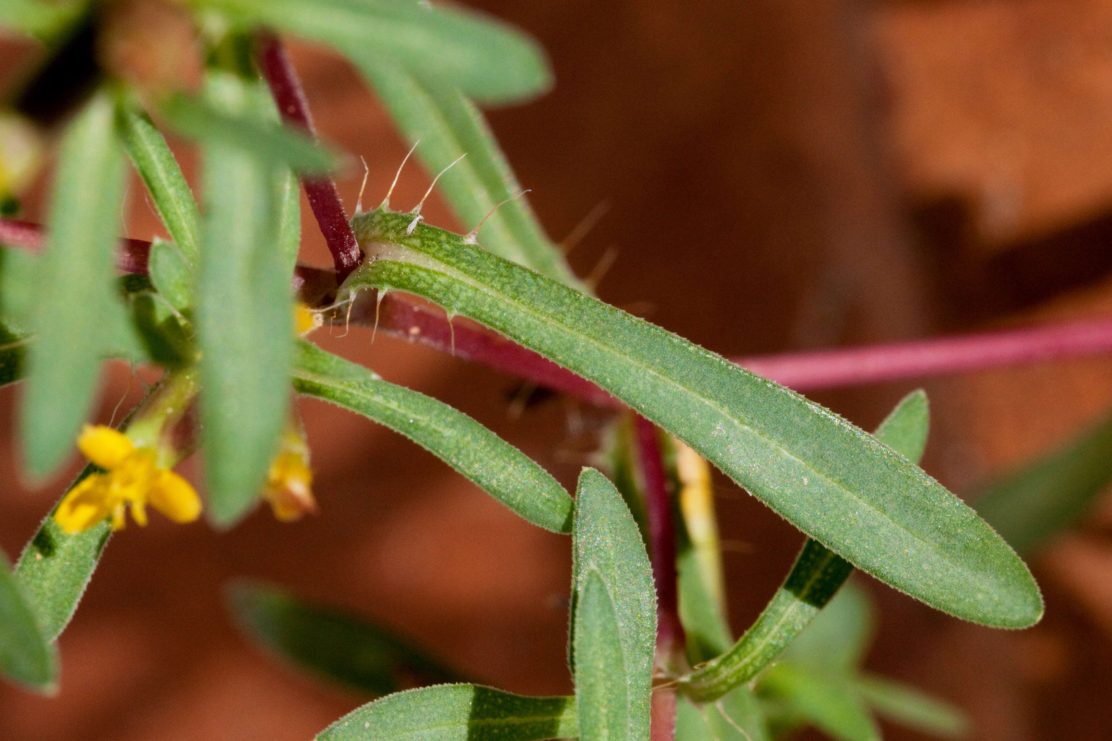 Image of Sonoran chinchweed