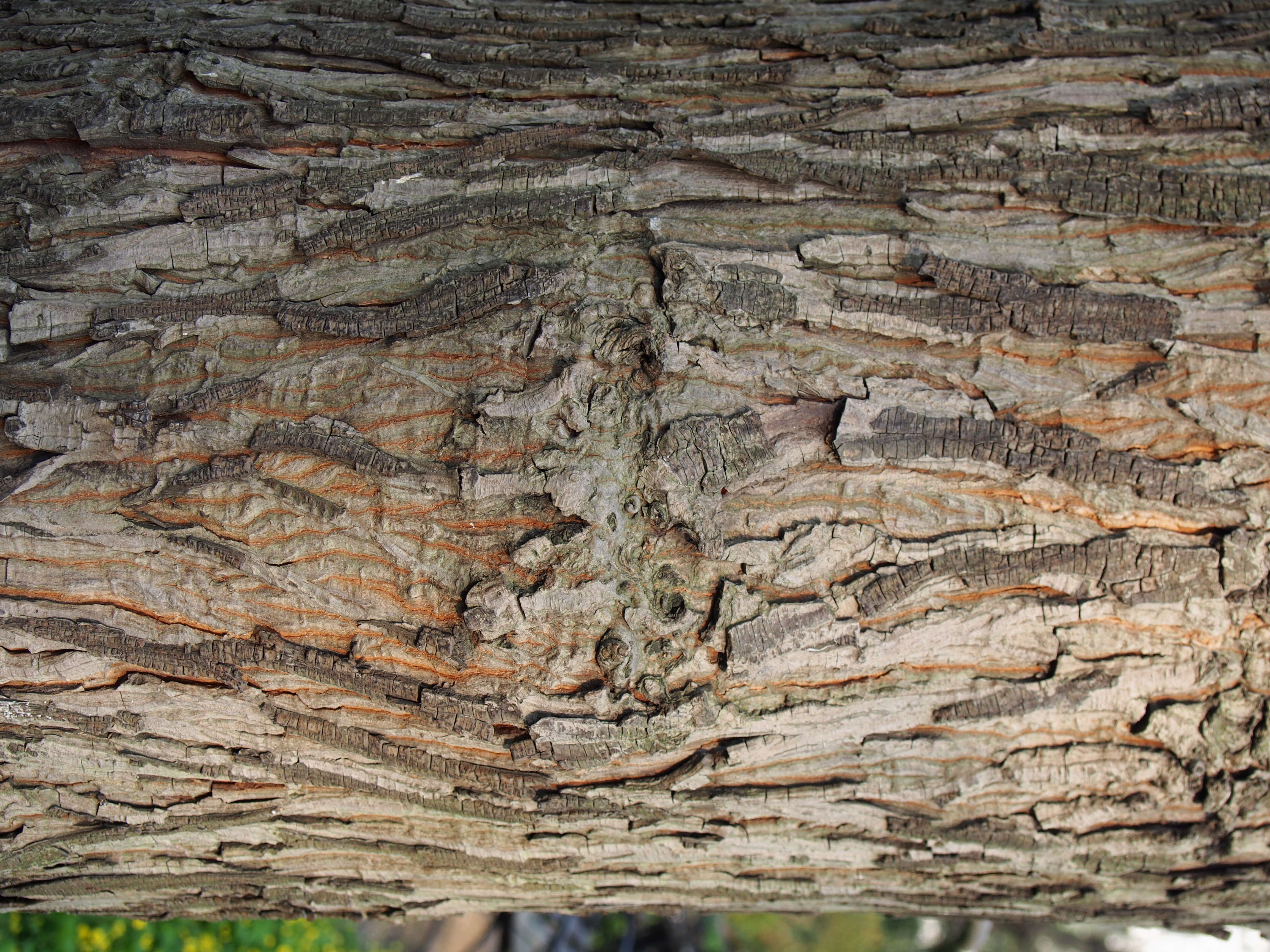 Image of shellbark hickory