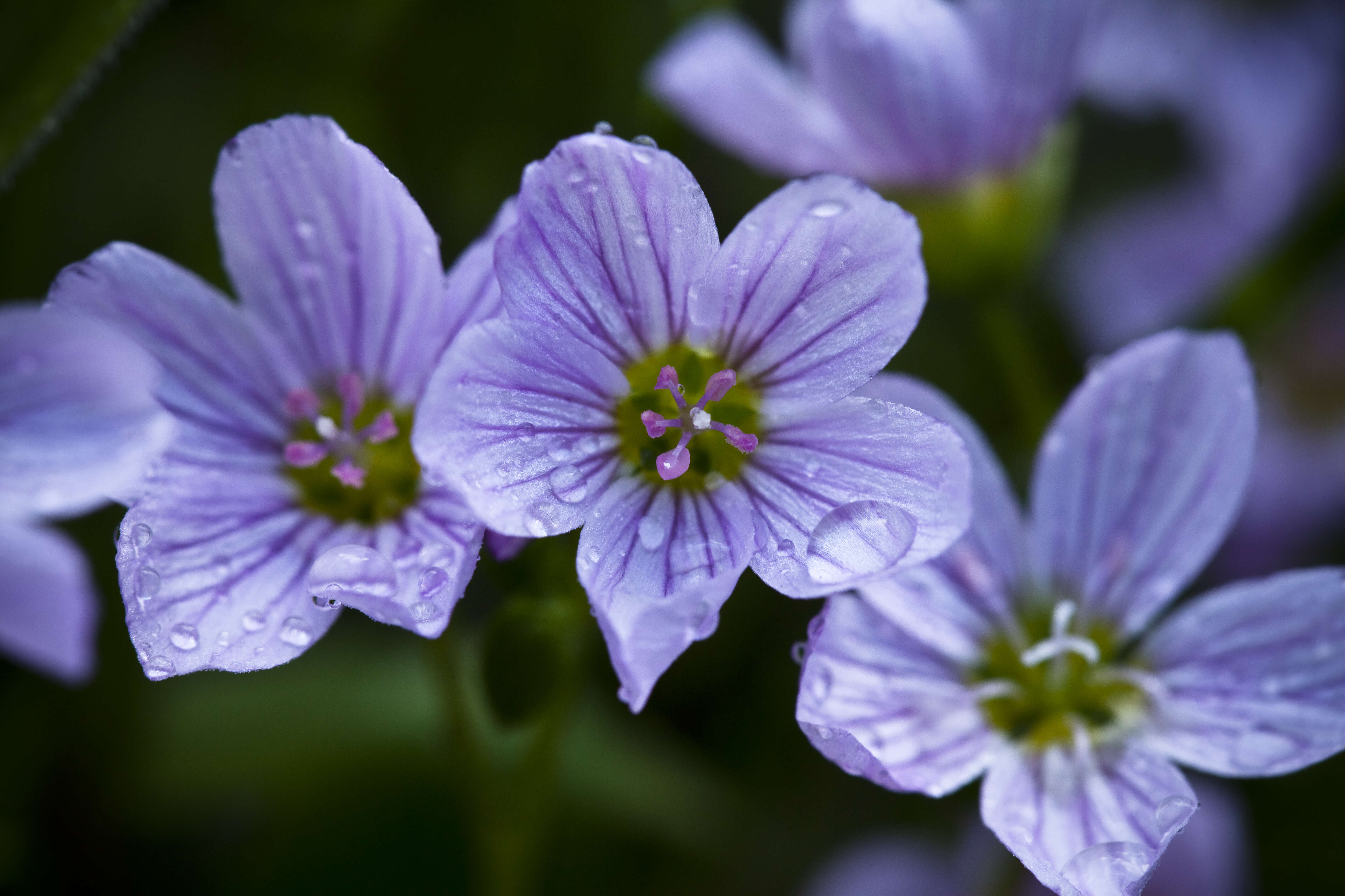 Claytonia sarmentosa C. A. Mey. resmi