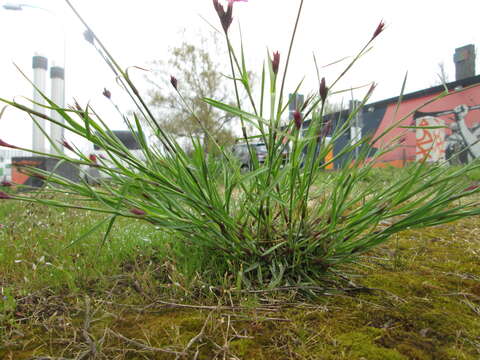 Image of carthusian pink