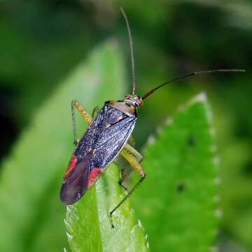 Image of Closterotomus trivialis (A. Costa 1853)