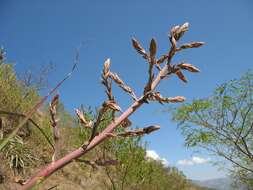 Puya claudiae Ibisch, R. Vásquez & E. Gross的圖片