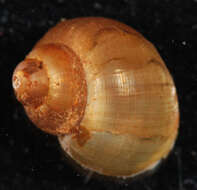 Image of Campeloma decisum (Say 1817)