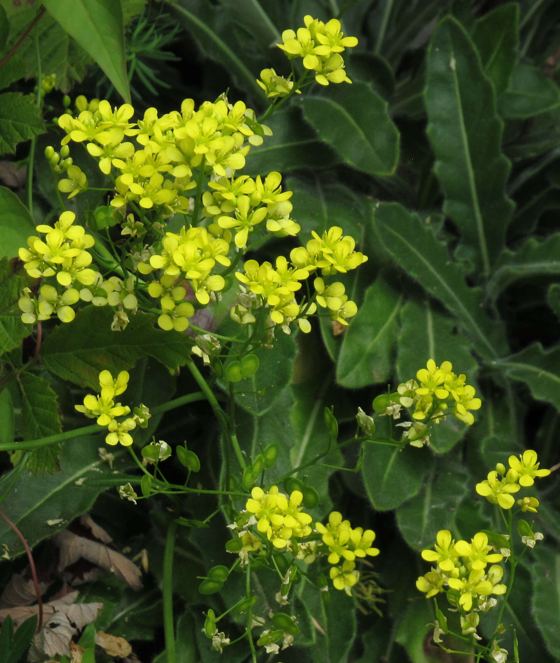 Image of Buckler Mustard