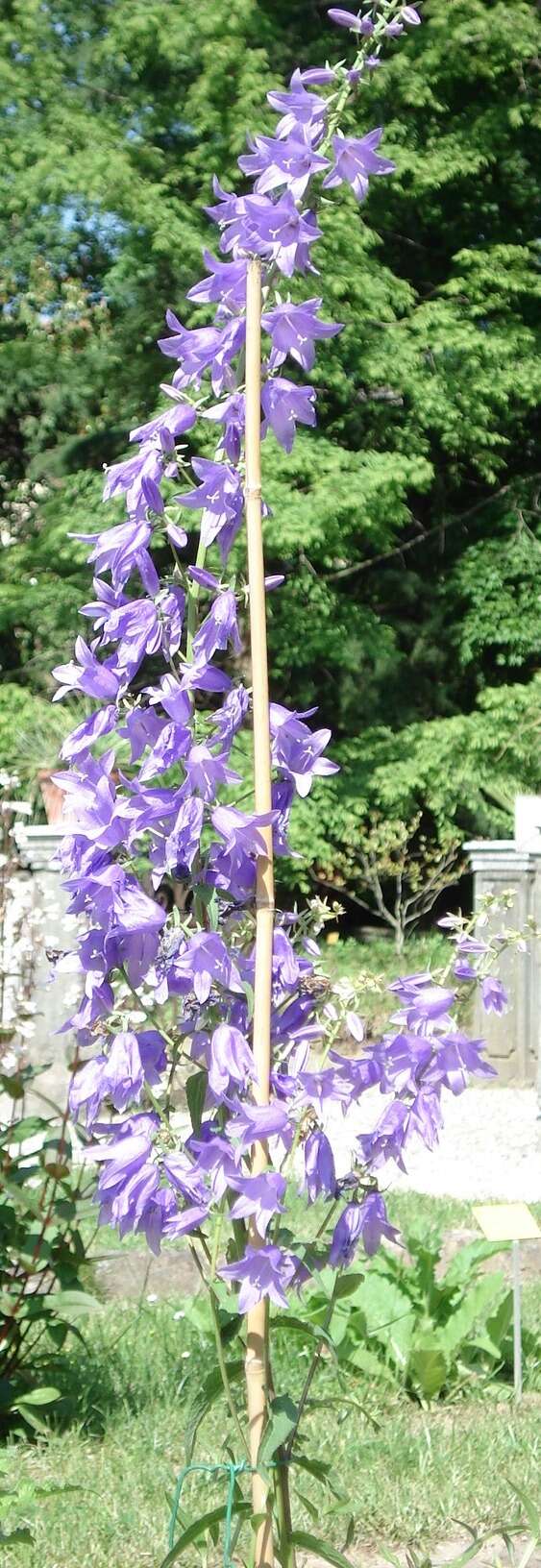 Imagem de Campanula bononiensis L.