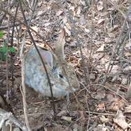 Plancia ëd Lepus coreanus Thomas 1892