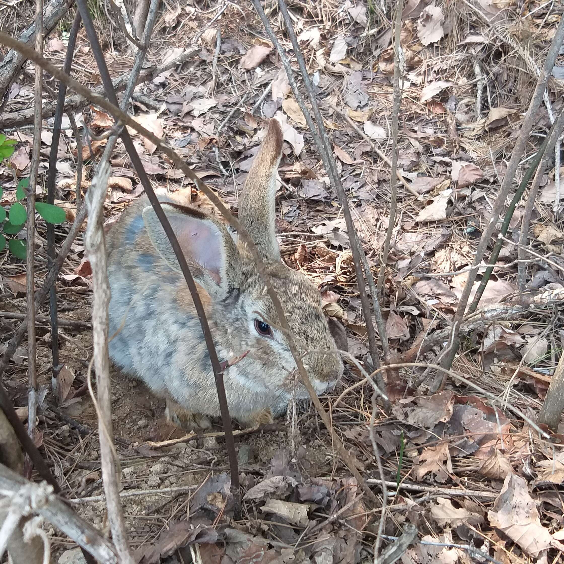 Imagem de Lepus coreanus Thomas 1892