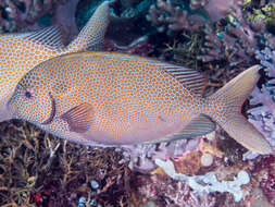 Image of Gold-spotted rabbitfish