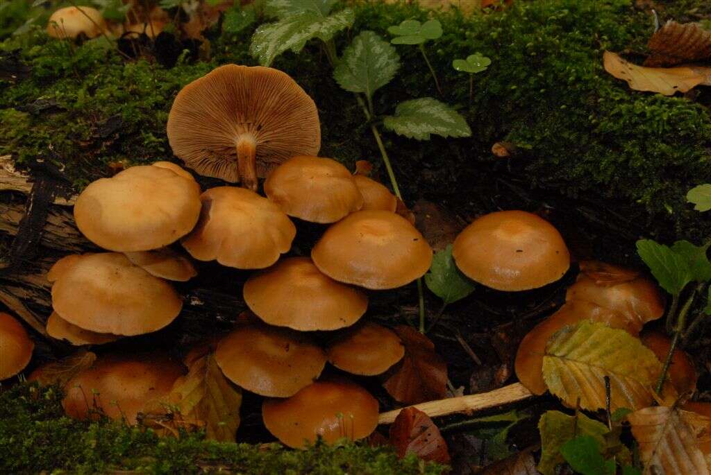 Kuehneromyces mutabilis (Schaeff.) Singer & A. H. Sm. 1946 resmi