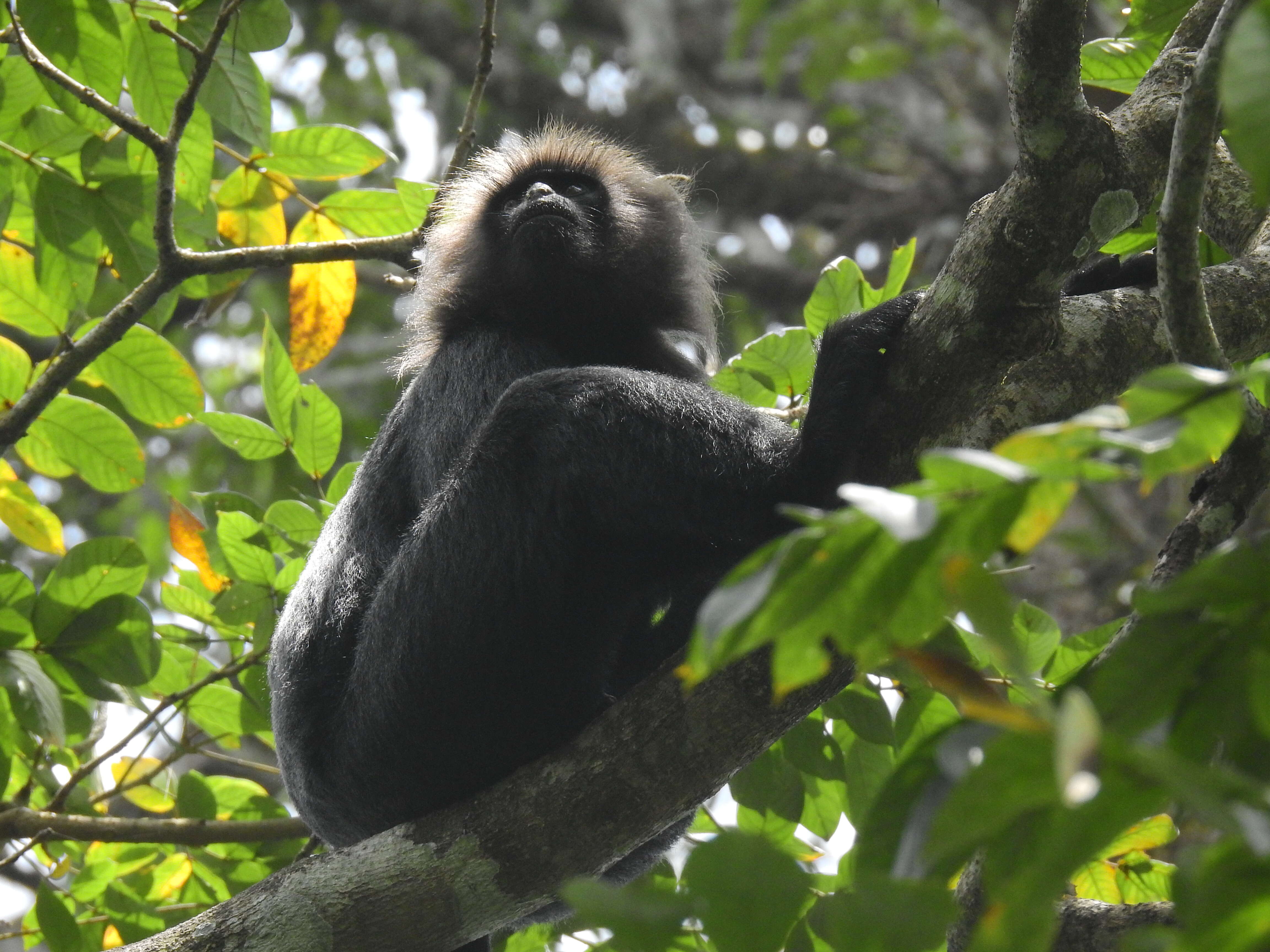 Image of Black Leaf Monkey