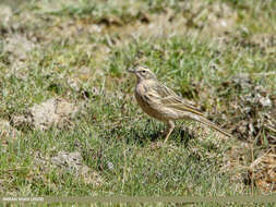 Image of Rosy Pipit